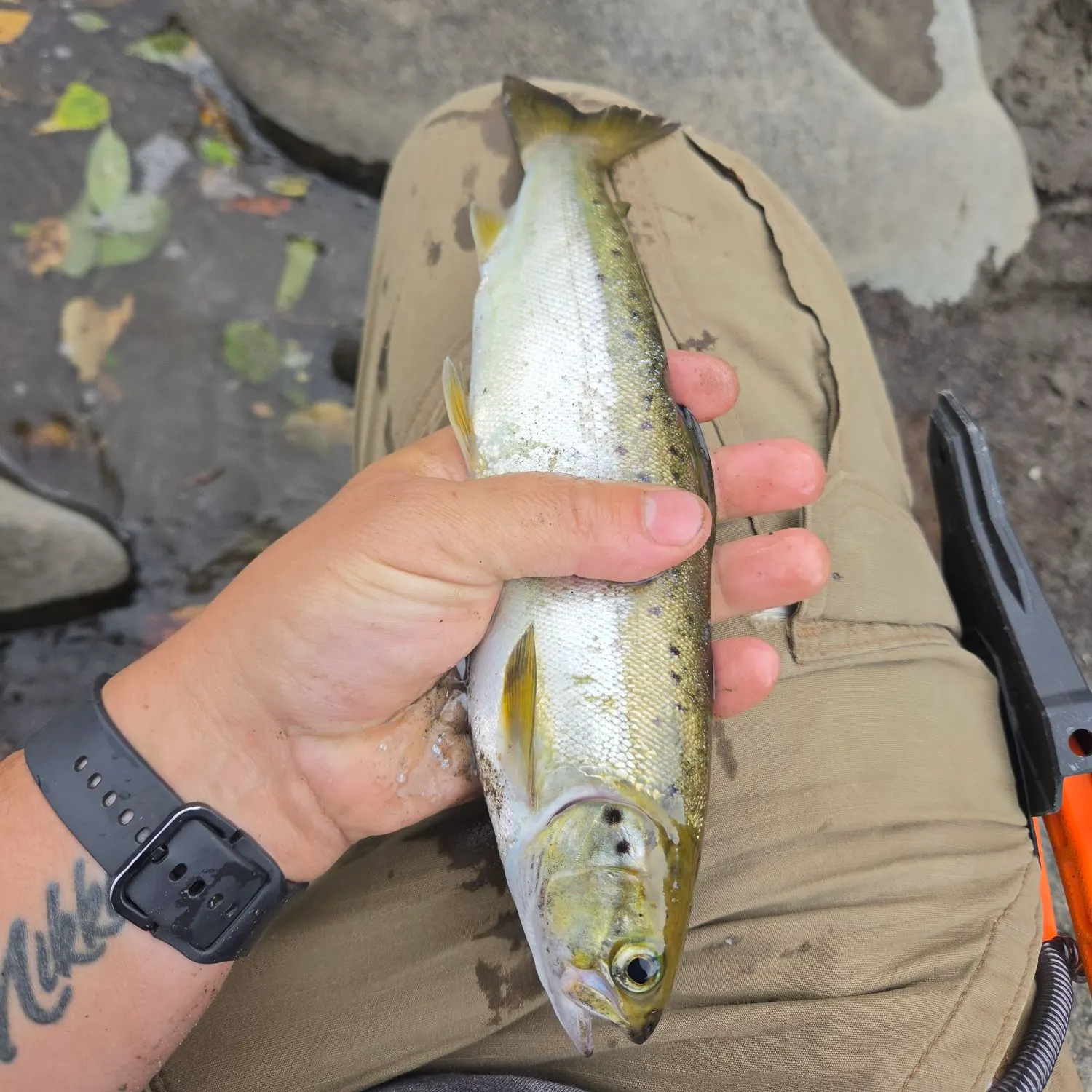 The most recent Landlocked atlantic salmon catches on Fishbrain