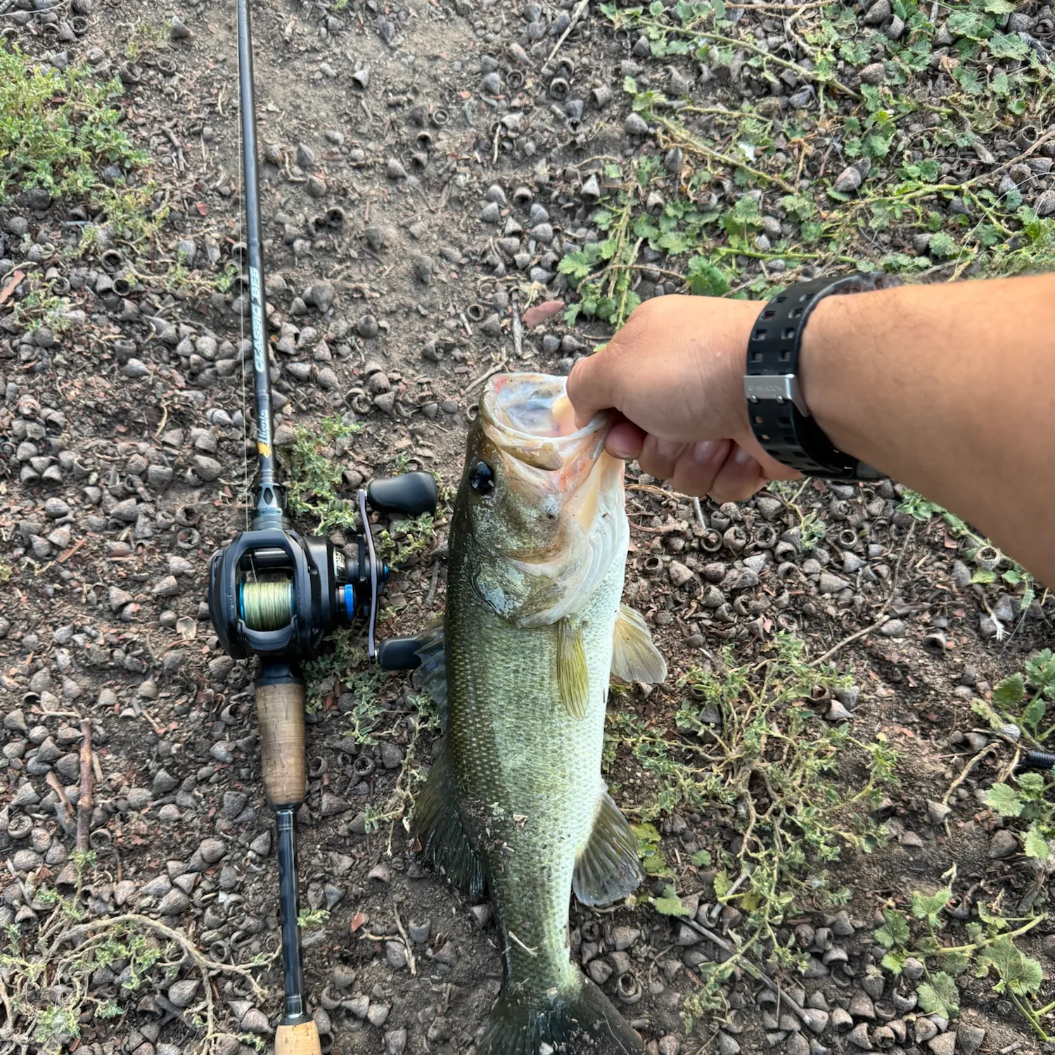 Largemouth bass caught on Fishbrain