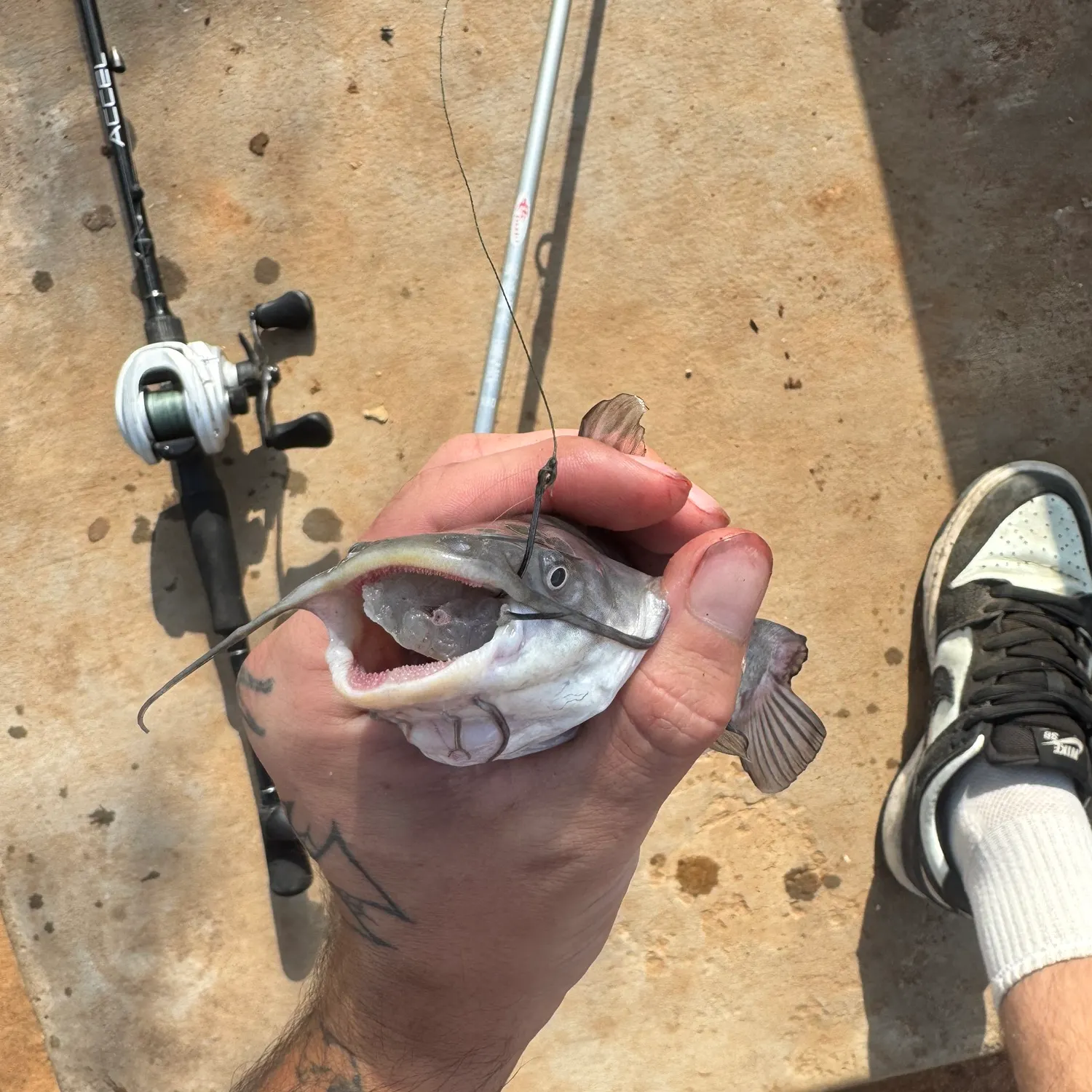 Black bullhead caught on Fishbrain