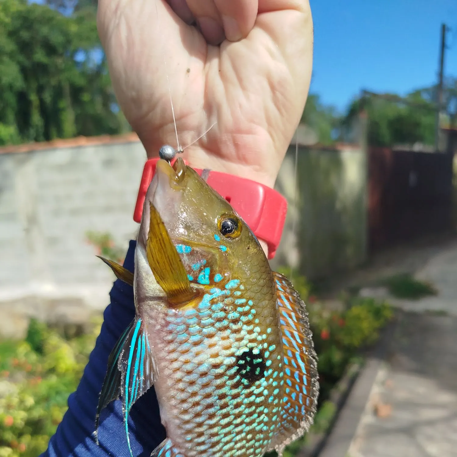 Pearl cichlid caught on Fishbrain