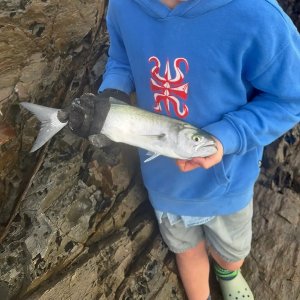 Bluefish caught on Fishbrain