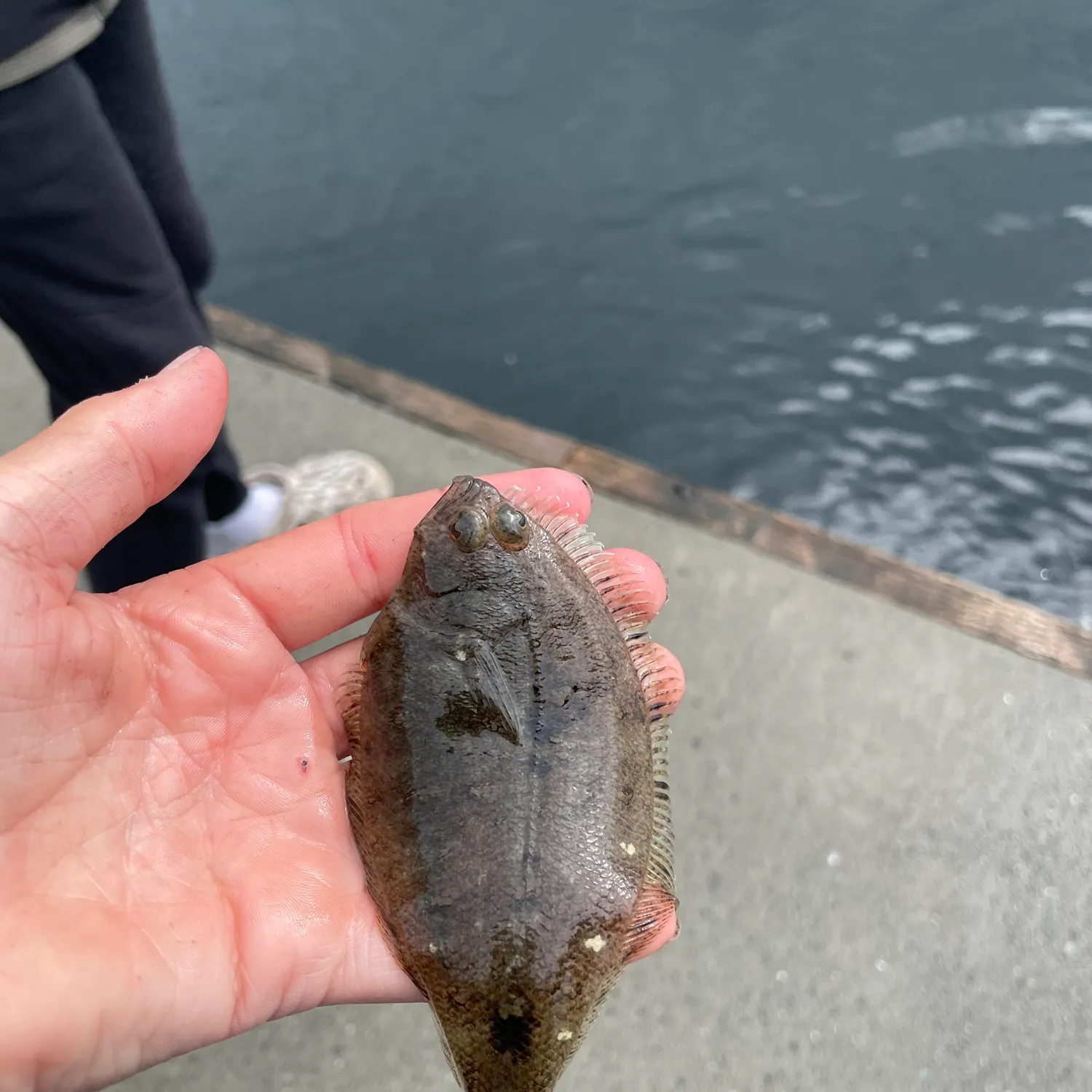 The most recent Speckled sanddab catches on Fishbrain