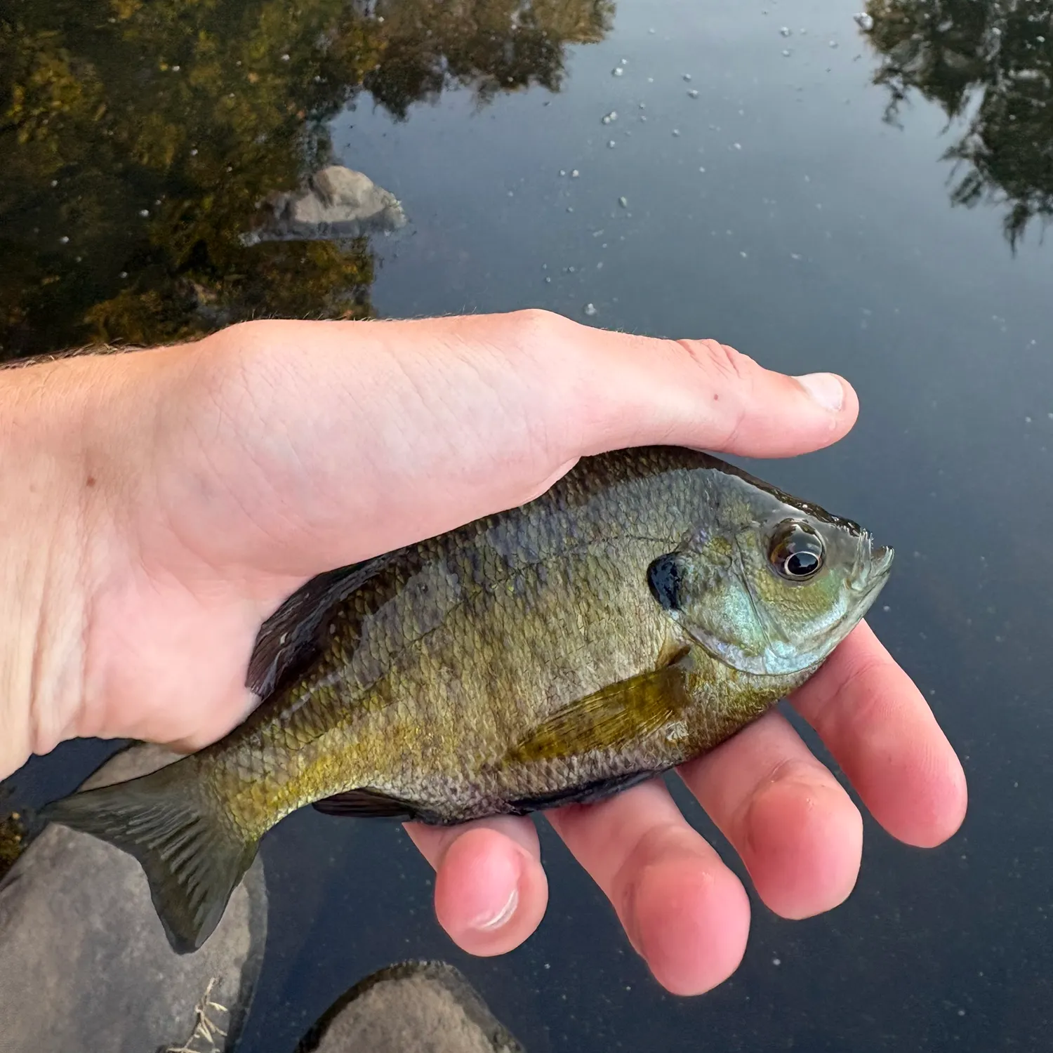 Bluegill caught on Fishbrain