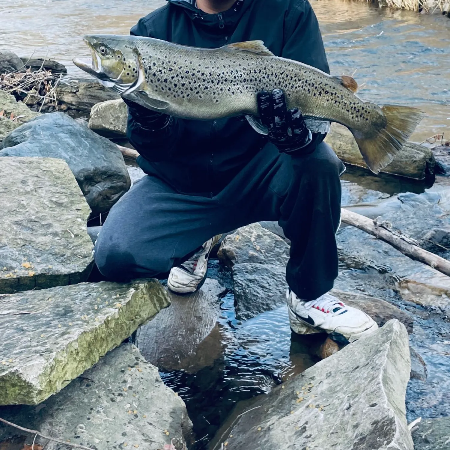 Brown trout caught on Fishbrain
