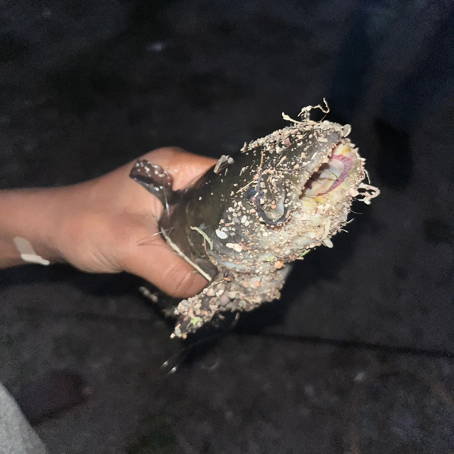 The most recent Black bullhead catches on Fishbrain