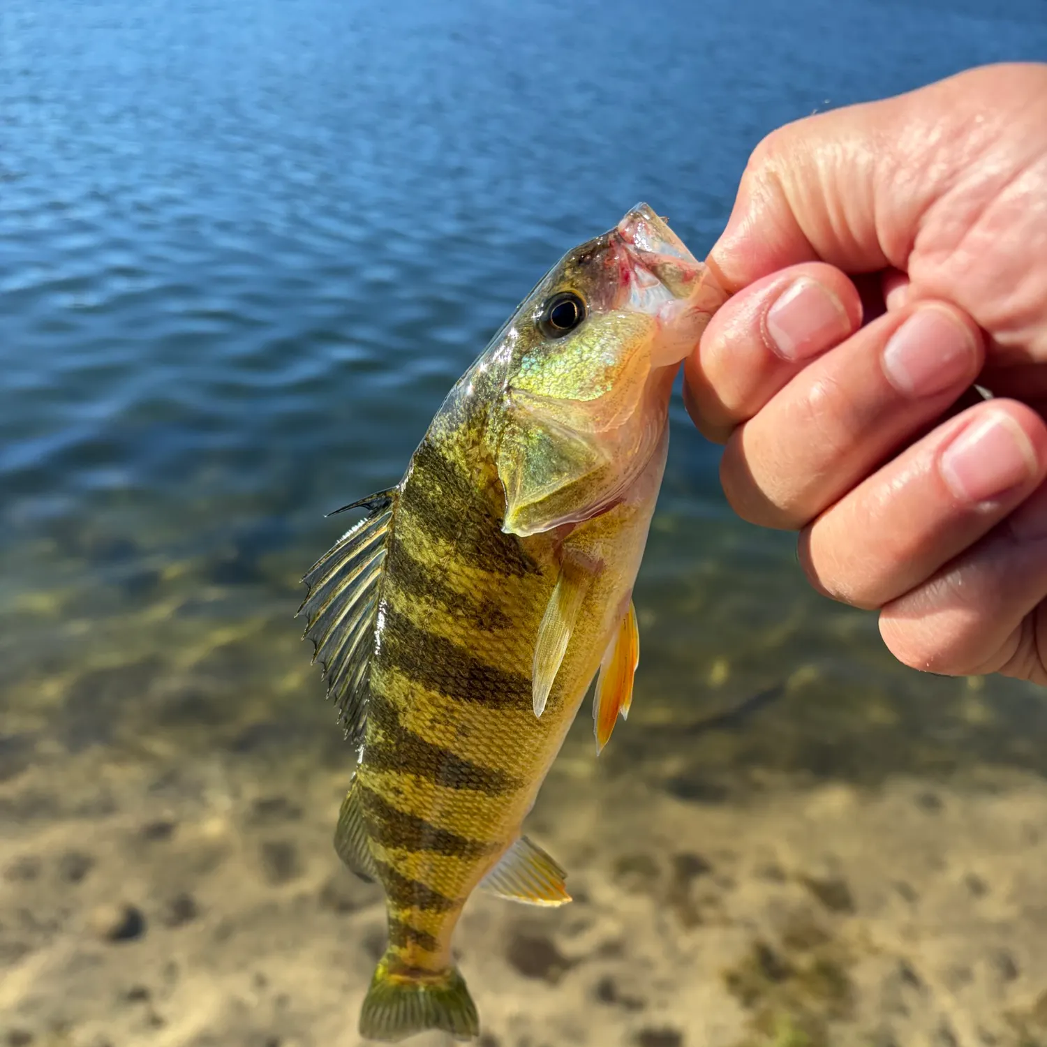 Yellow perch caught on Fishbrain