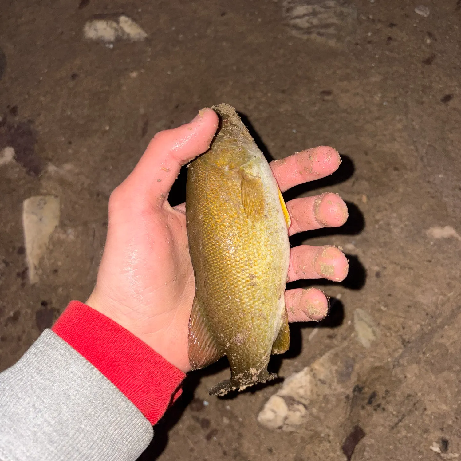 Smallmouth bass caught on Fishbrain