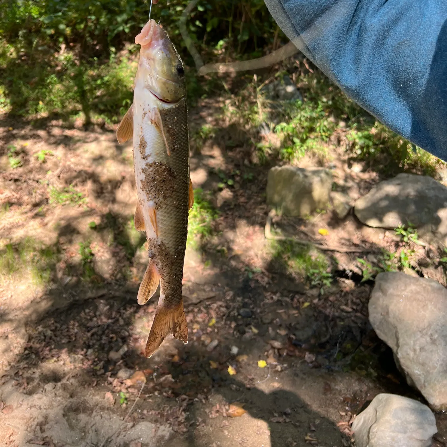 White sucker caught on Fishbrain
