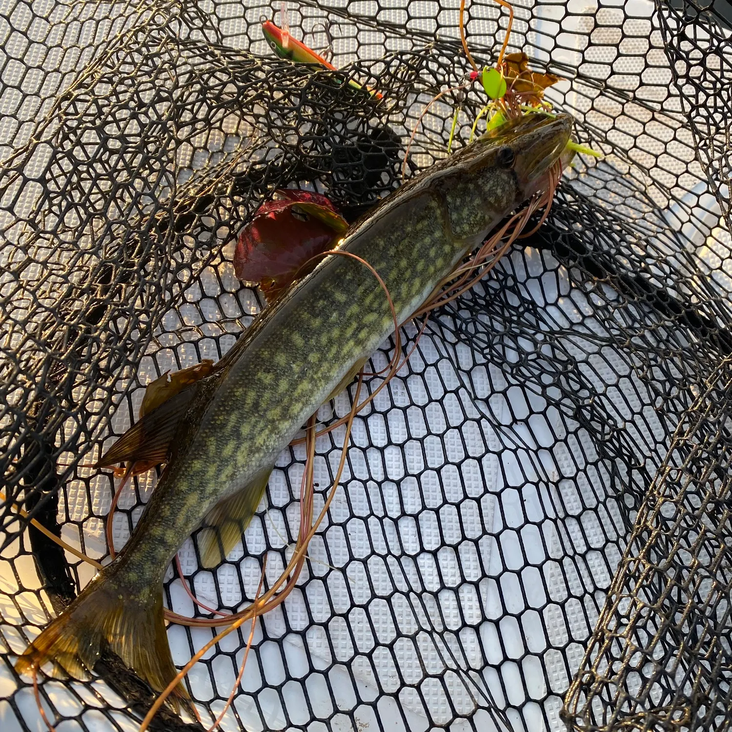 catch