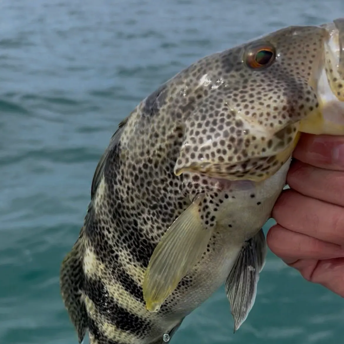 Spotted sand bass caught on Fishbrain