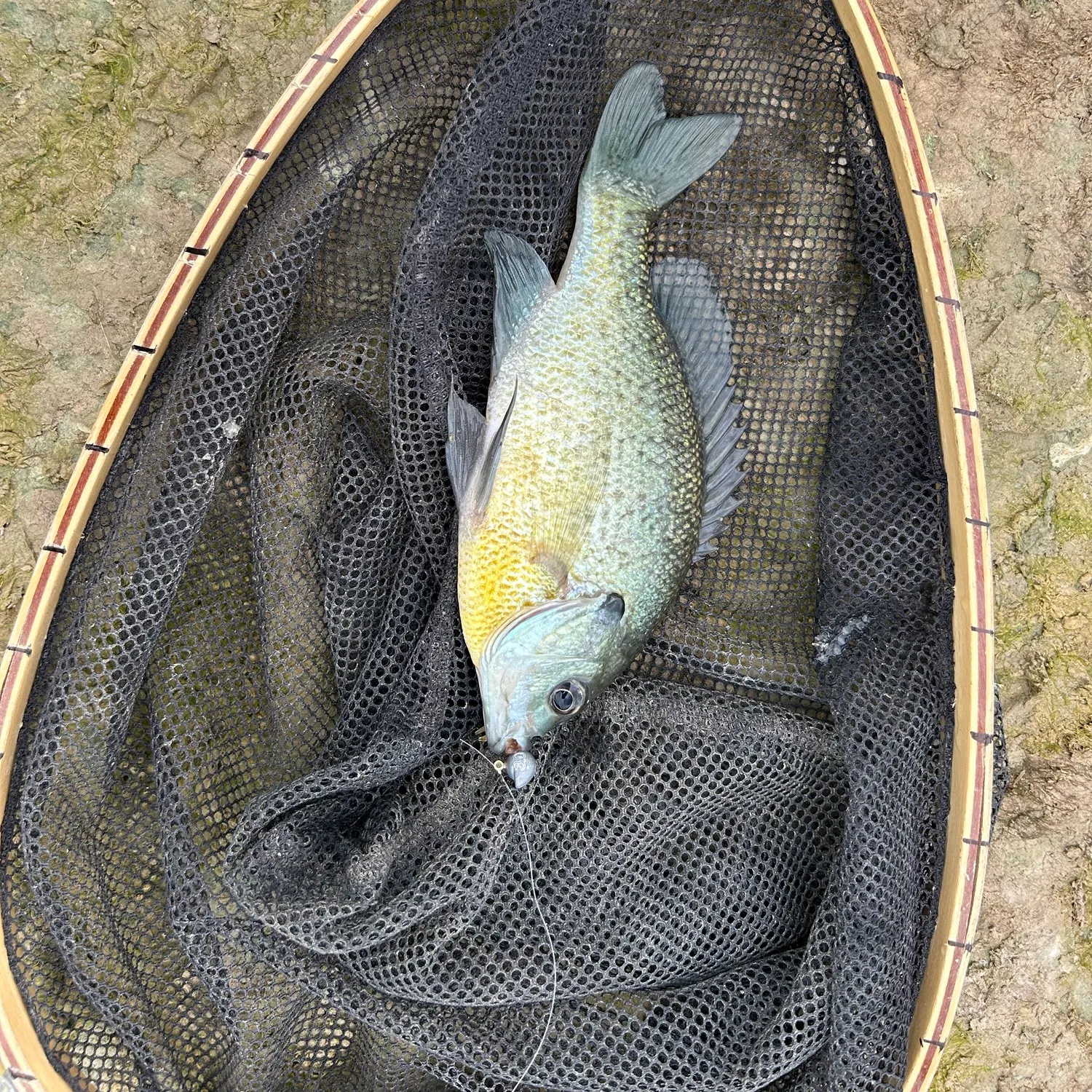 Bluegill caught on Fishbrain