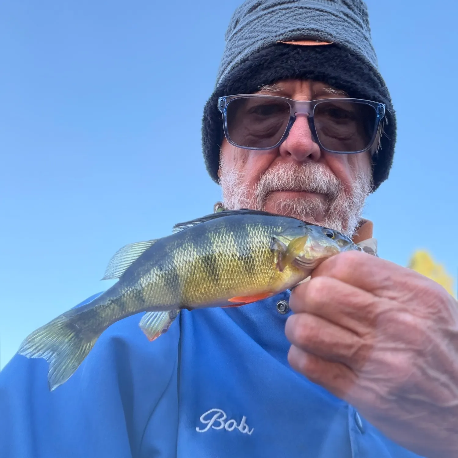Yellow perch caught on Fishbrain