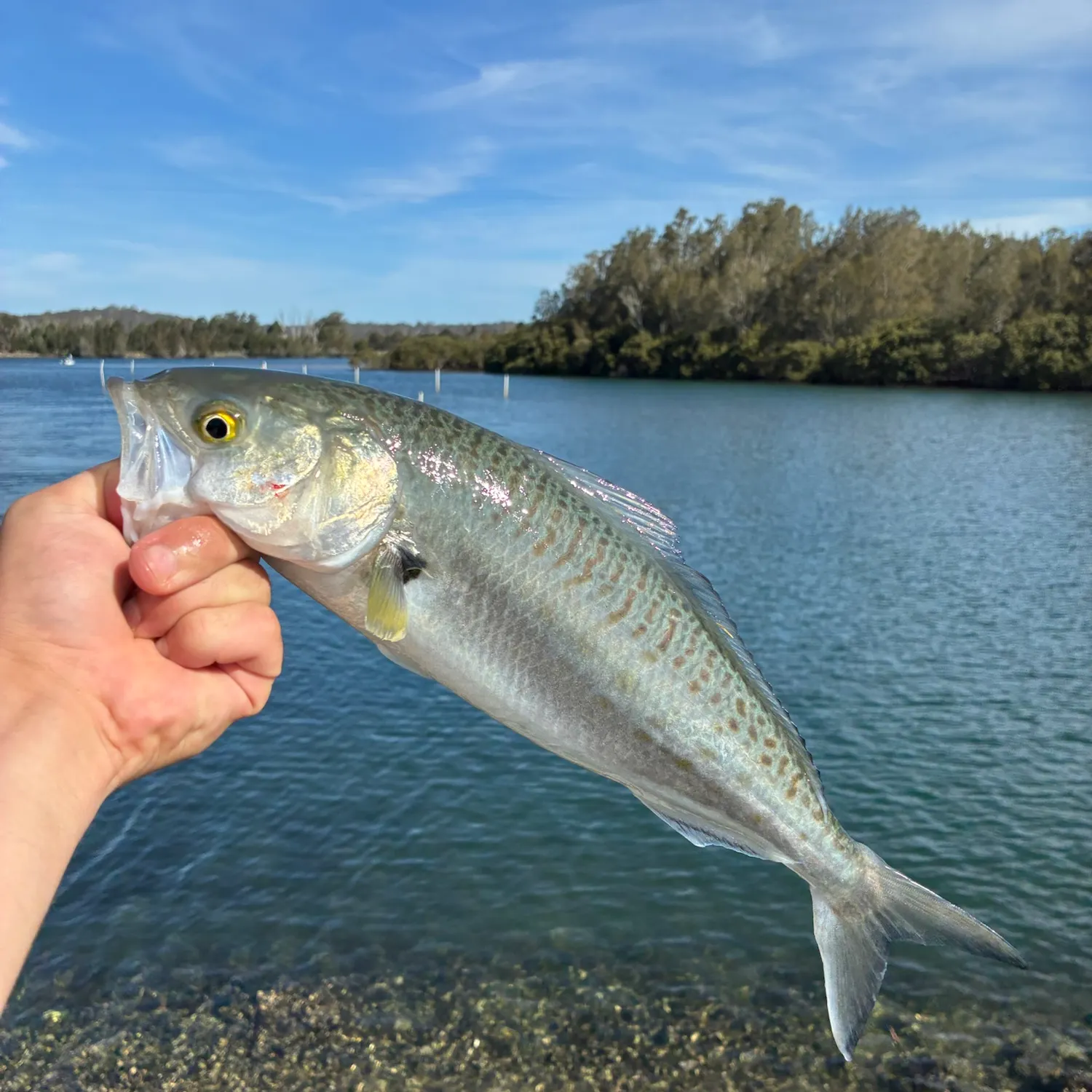 Eastern Australian salmon caught on Fishbrain