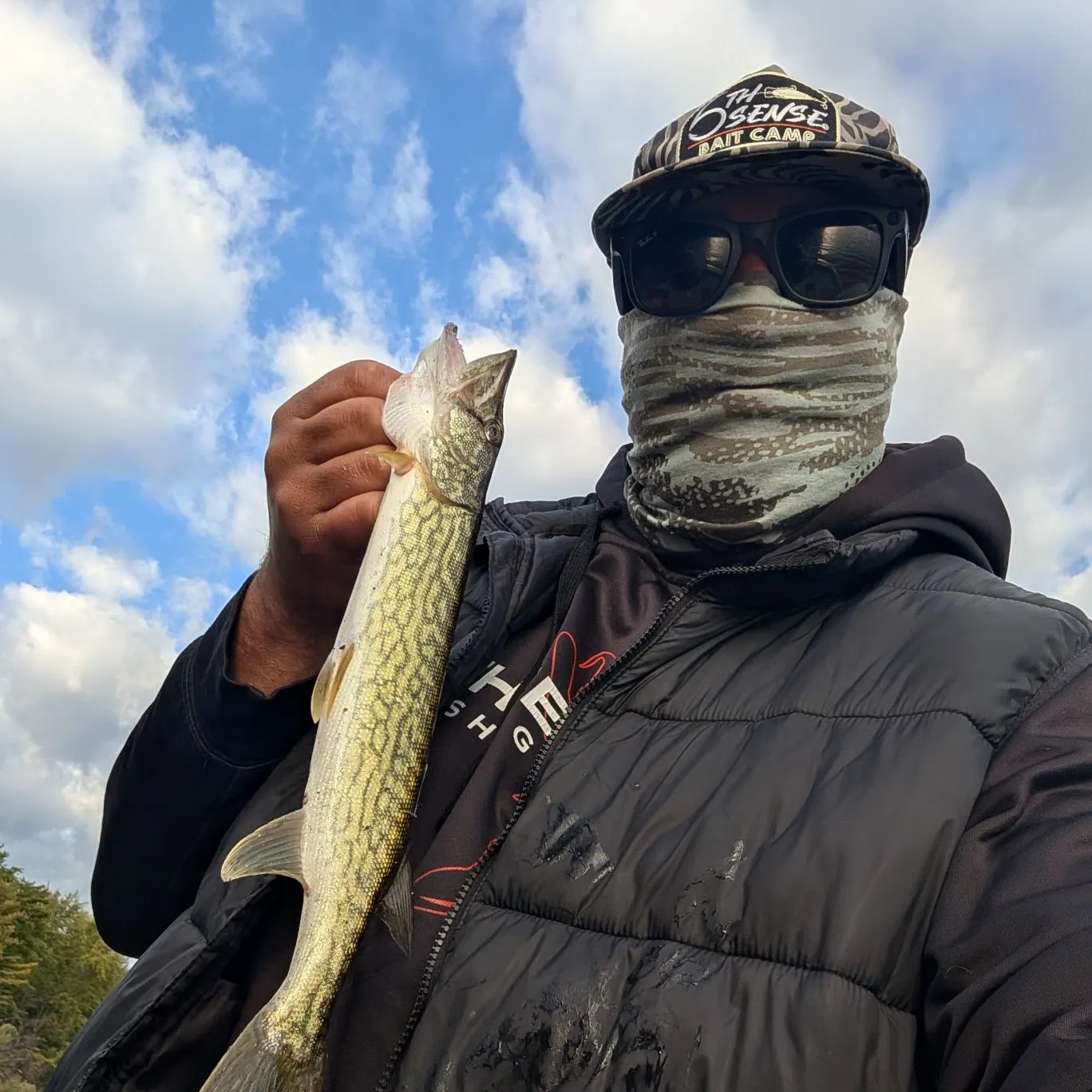Chain pickerel caught on Fishbrain