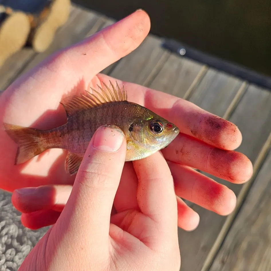 Bluegill caught on Fishbrain