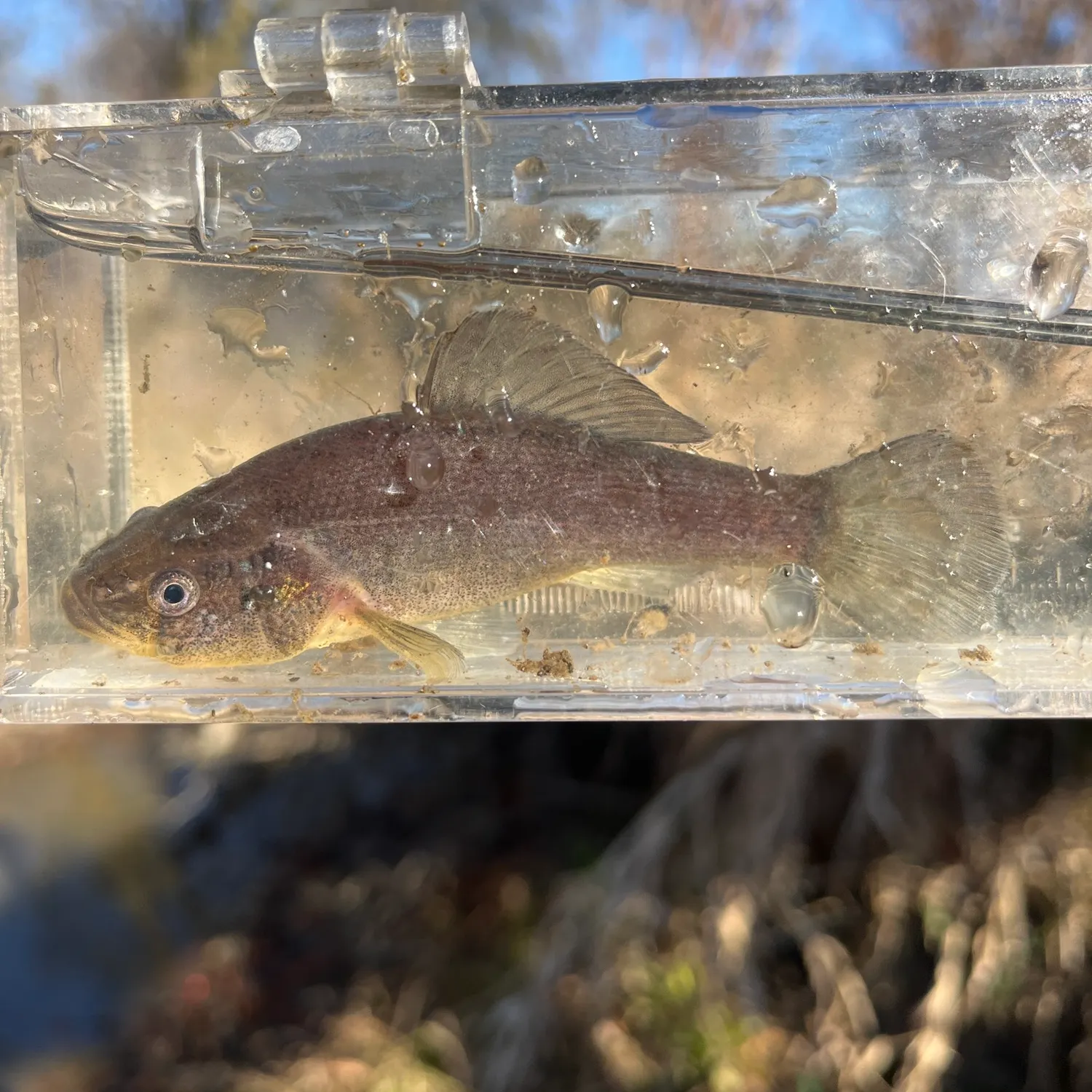 The most recent Western pirate perch catches on Fishbrain