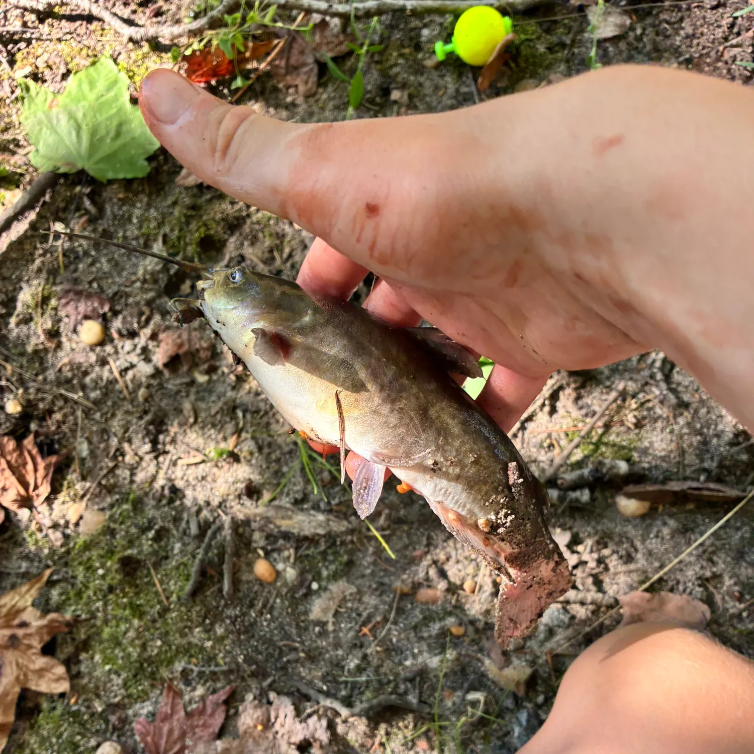 White bullhead caught on Fishbrain