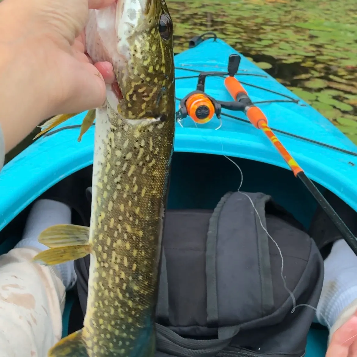 Northern pike caught on Fishbrain