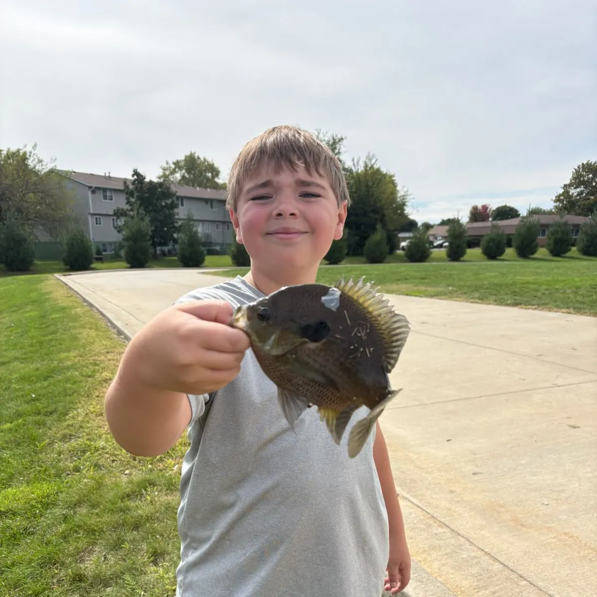 Bluegill caught on Fishbrain