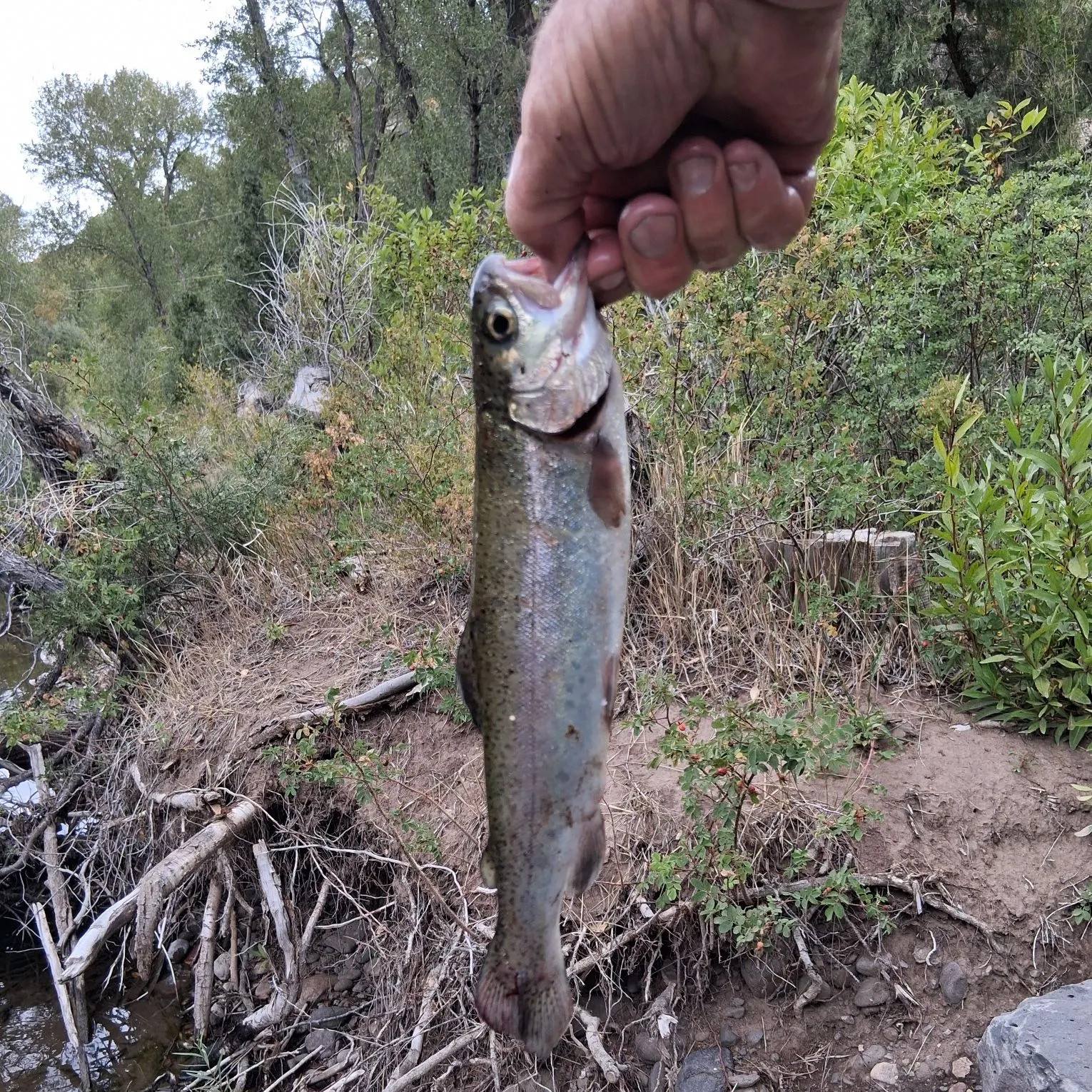Fish caught on Fishbrain