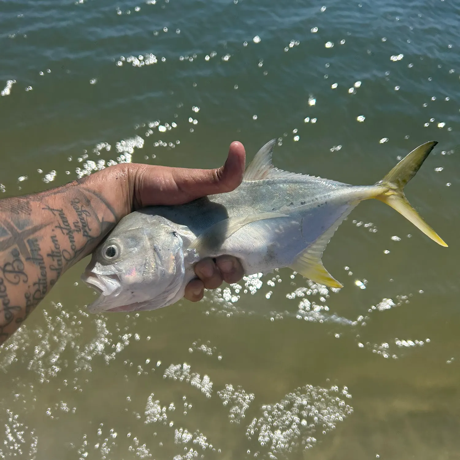 The most recent Crevalle jack catches on Fishbrain