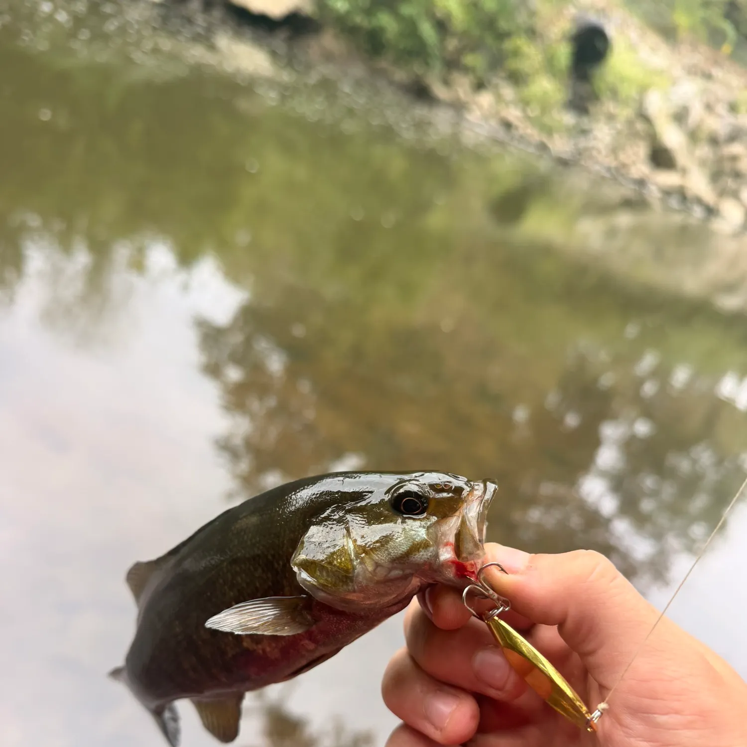 Smallmouth bass caught on Fishbrain
