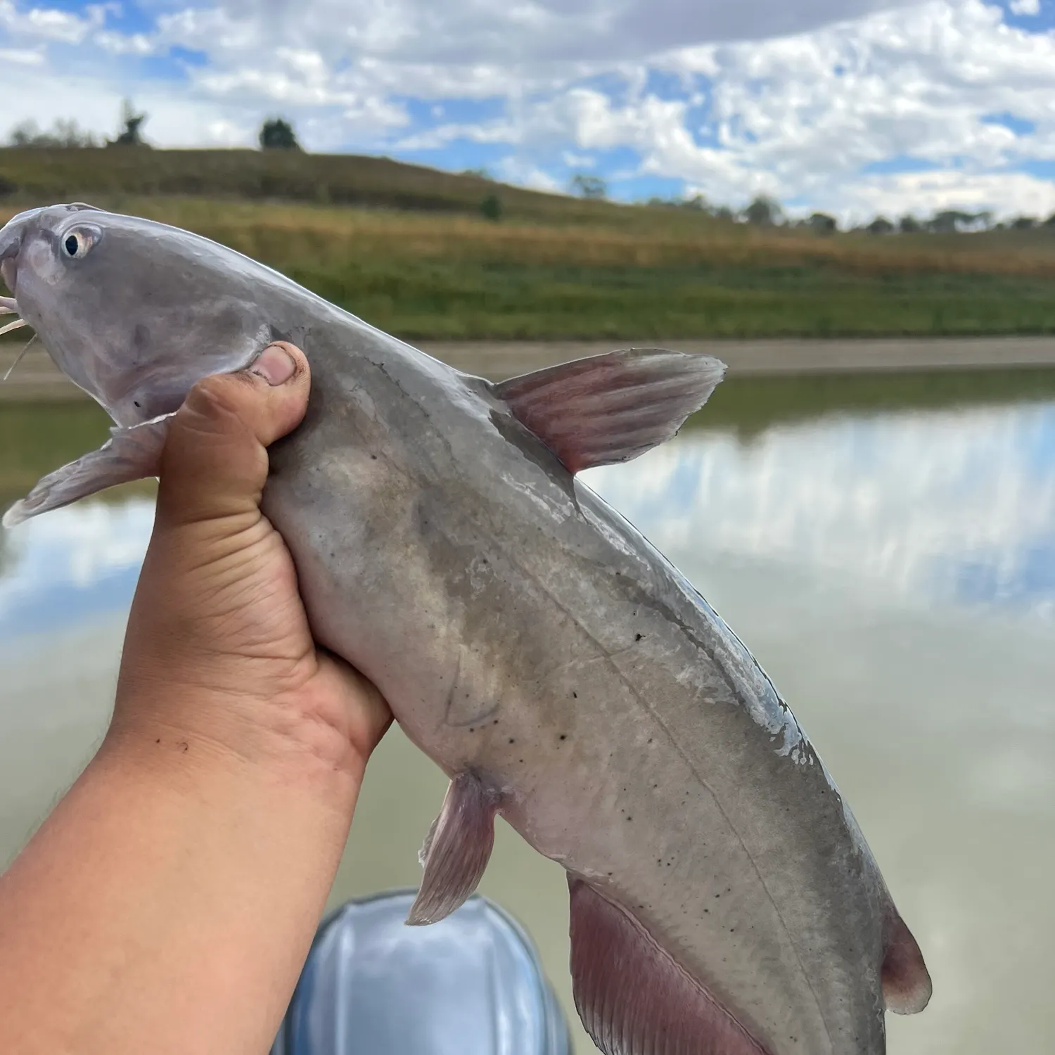 Channel catfish caught on Fishbrain