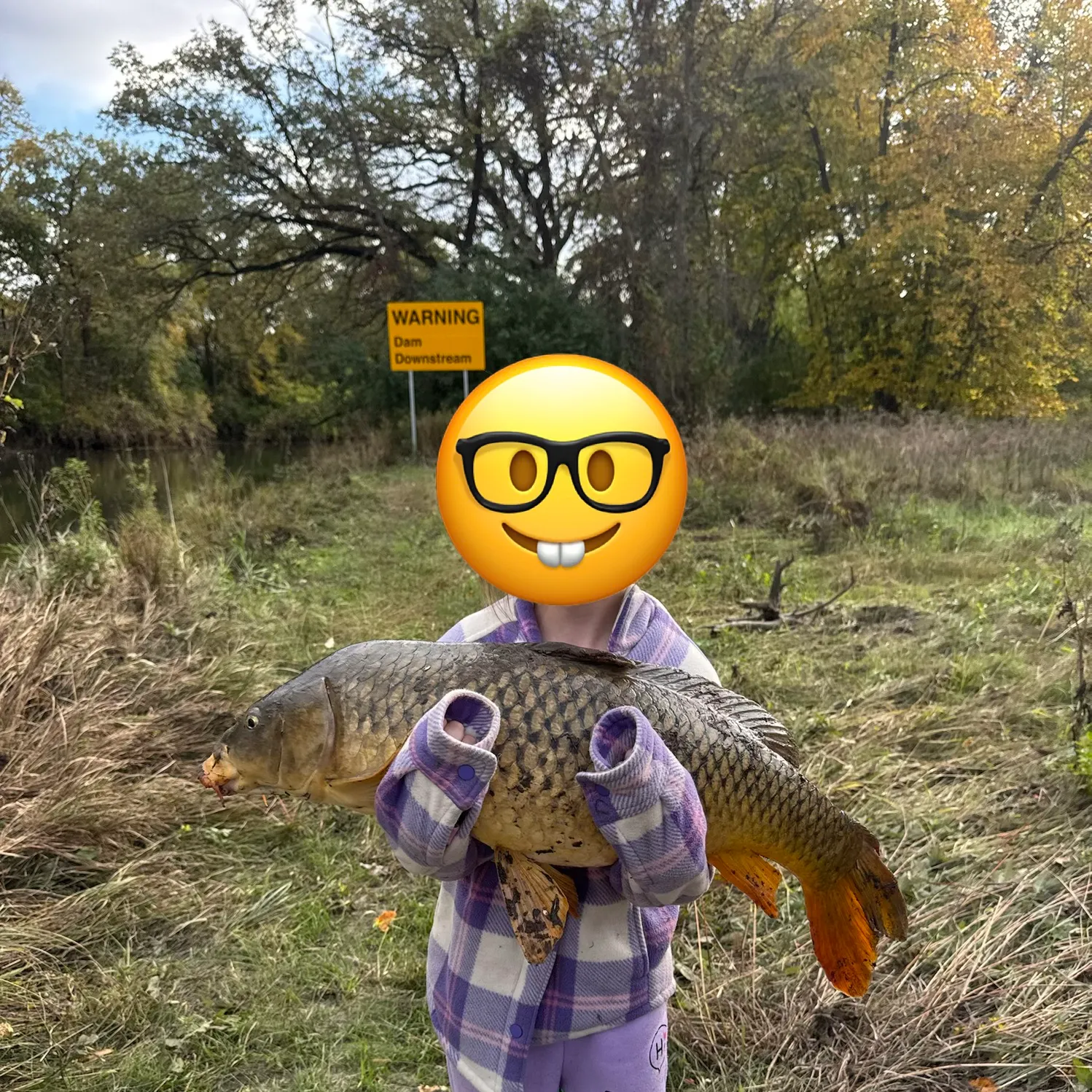 Common carp caught on Fishbrain
