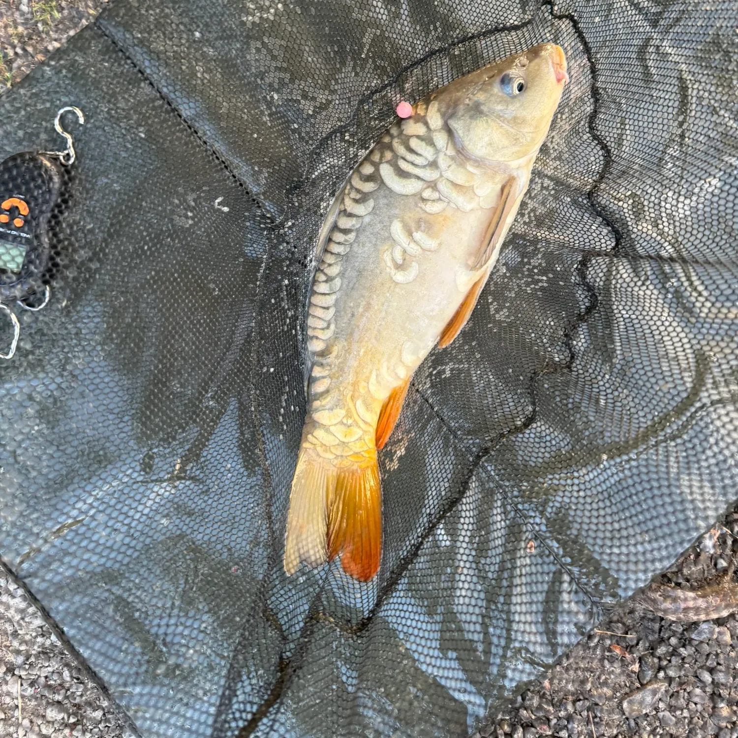 Mirror carp caught on Fishbrain