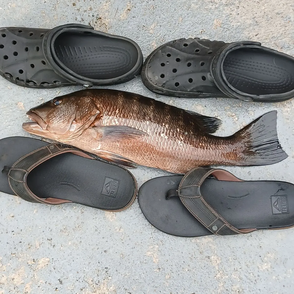 The most popular recent Cubera snapper catch on Fishbrain