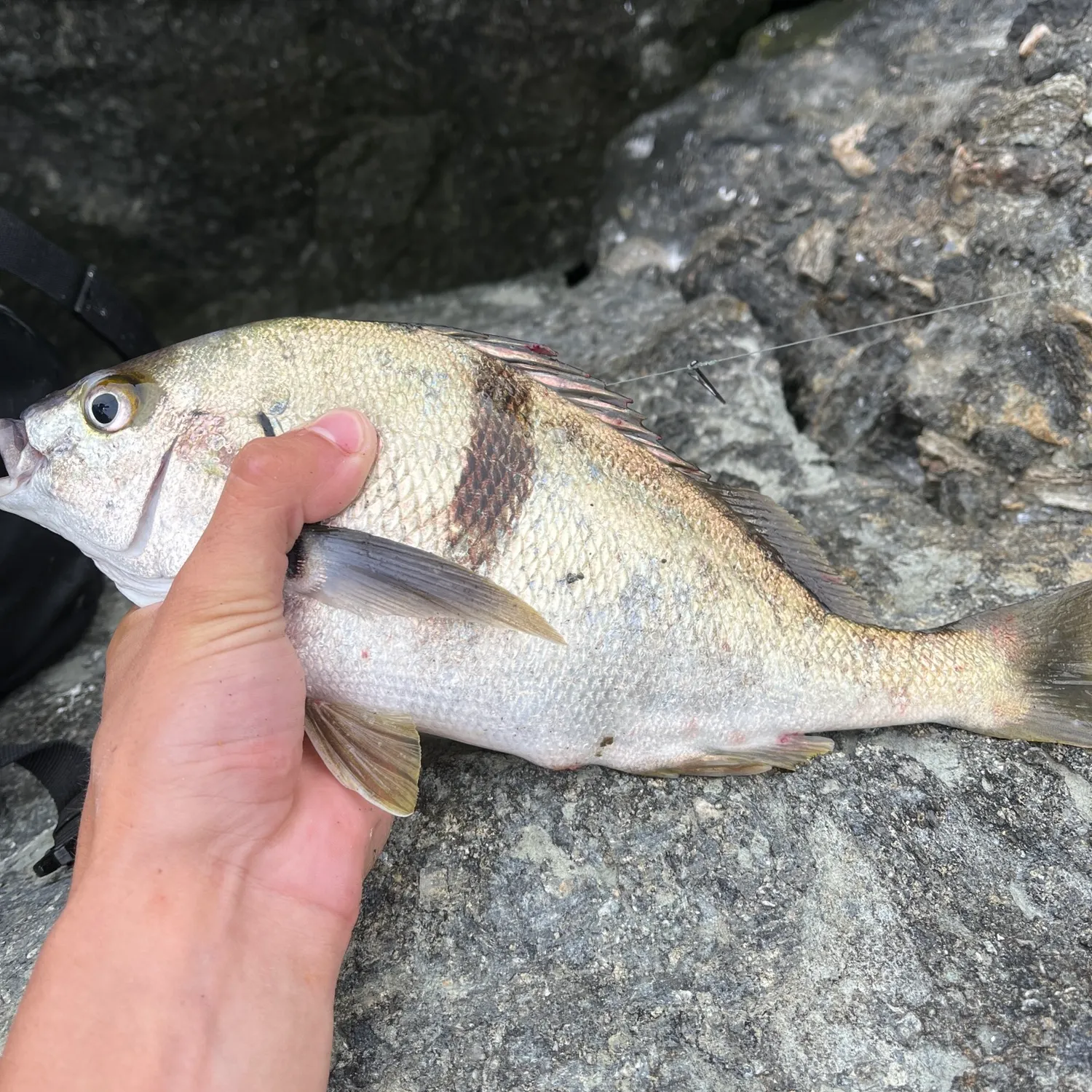 The most recent White croaker catches on Fishbrain