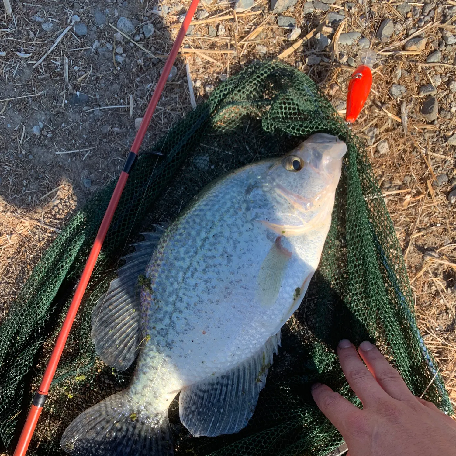 White crappie caught on Fishbrain