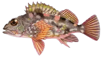 Marbled Rockfish