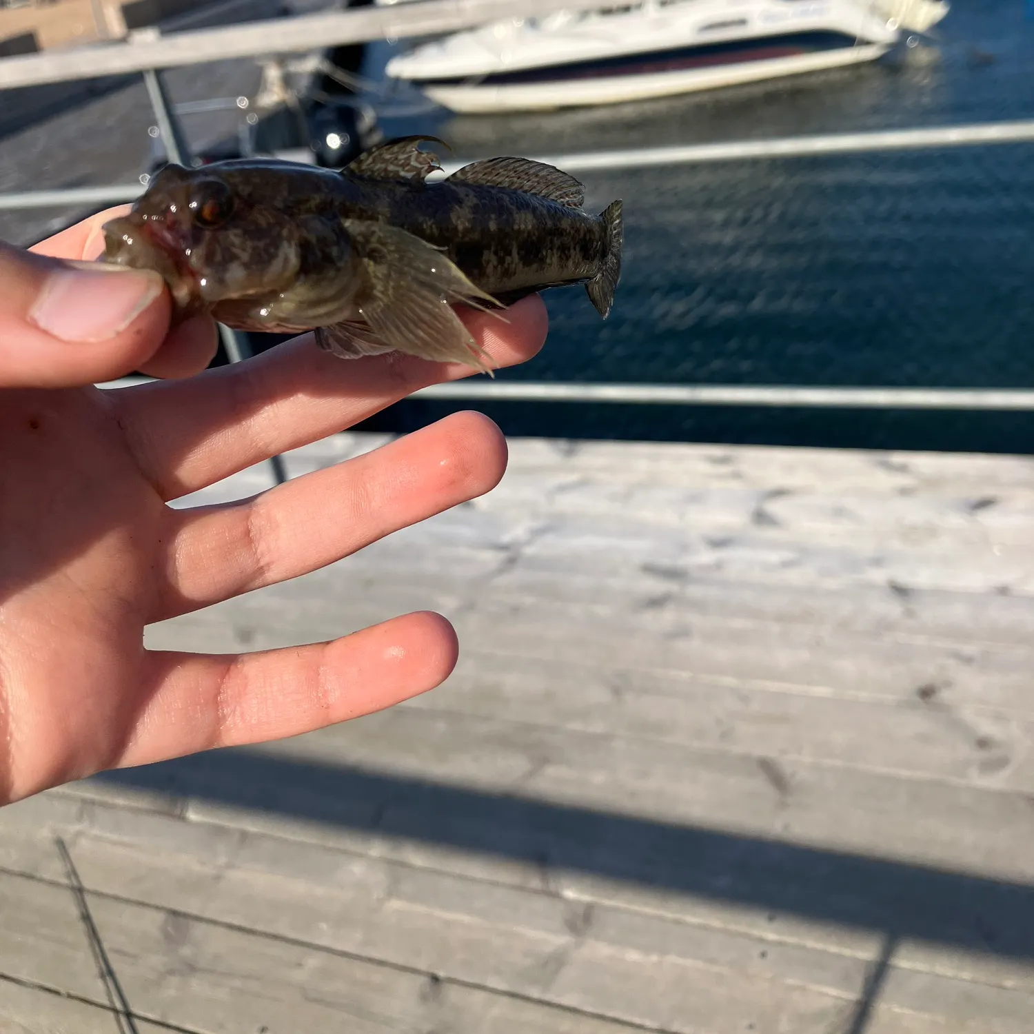 The most recent Black goby catches on Fishbrain