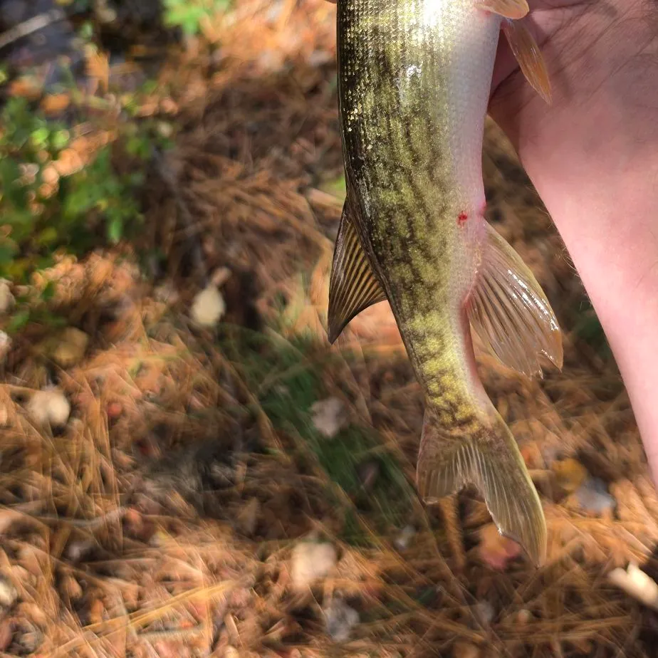 Chain pickerel caught on Fishbrain