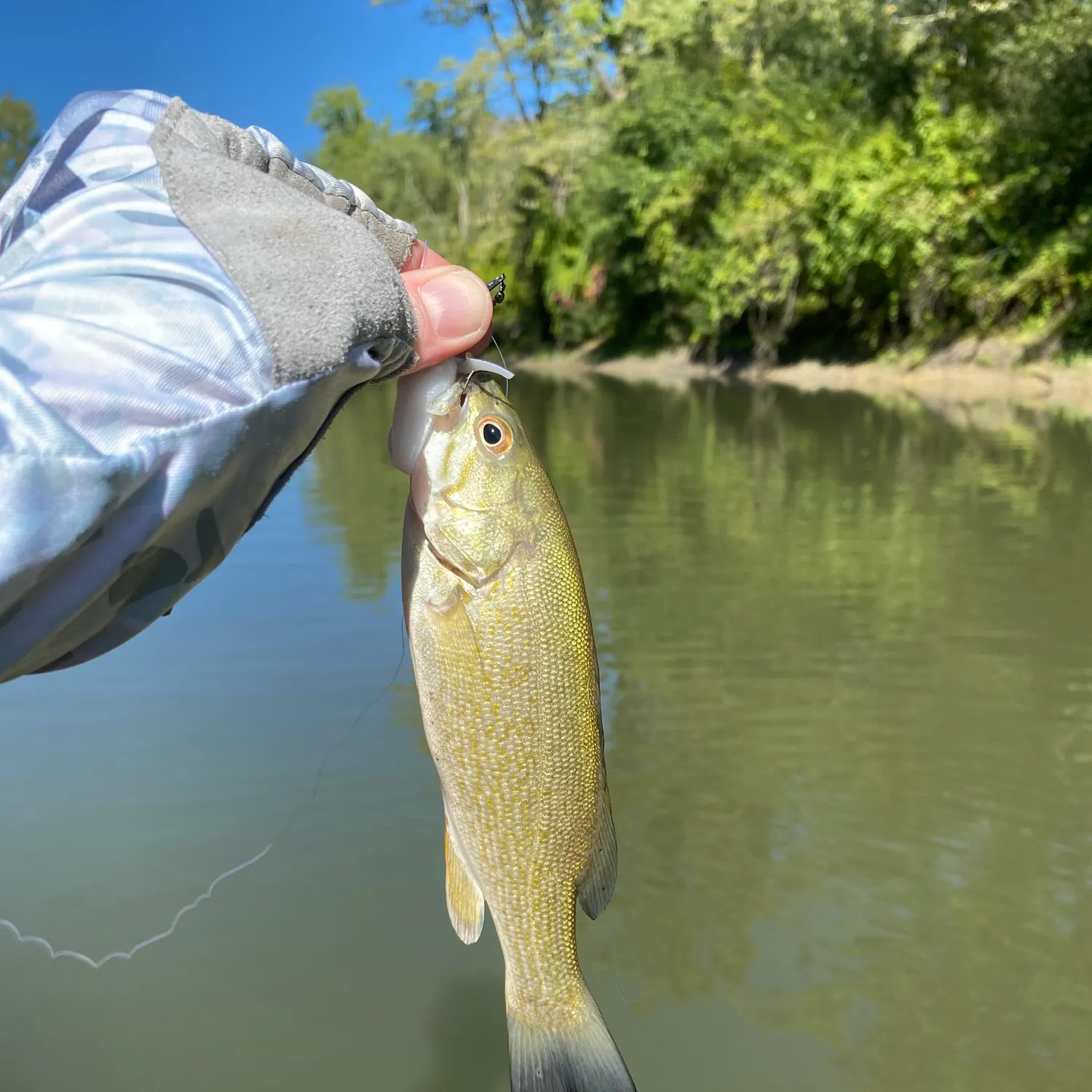 Smallmouth bass caught on Fishbrain