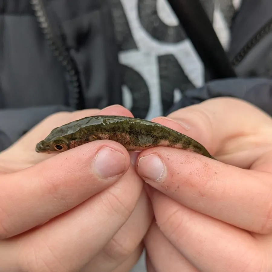 The most recent Brook stickleback catches on Fishbrain