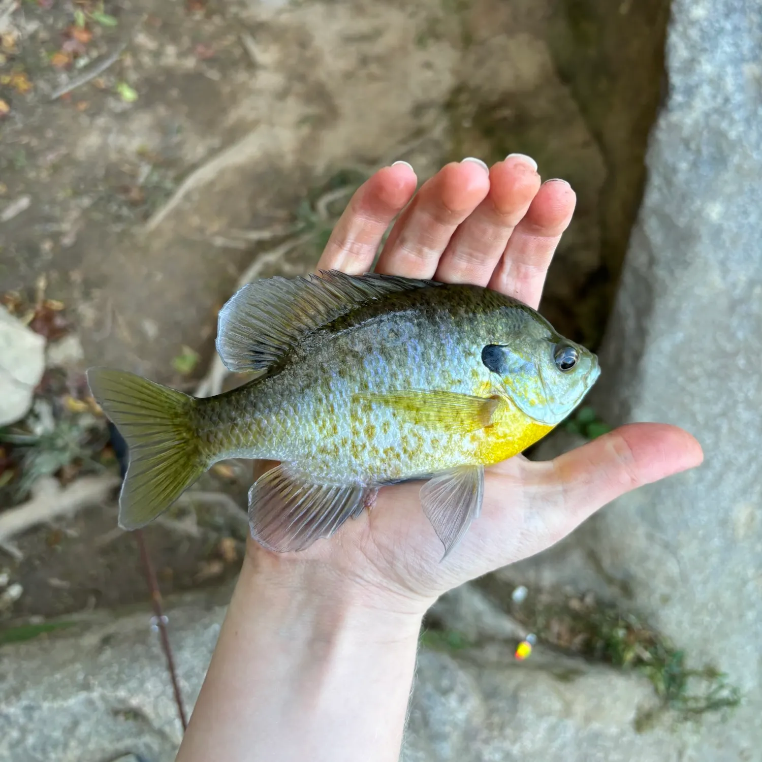 Bluegill caught on Fishbrain
