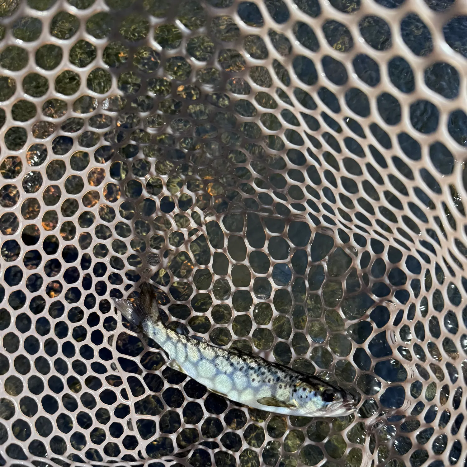 The most recent Atlantic salmon catches on Fishbrain