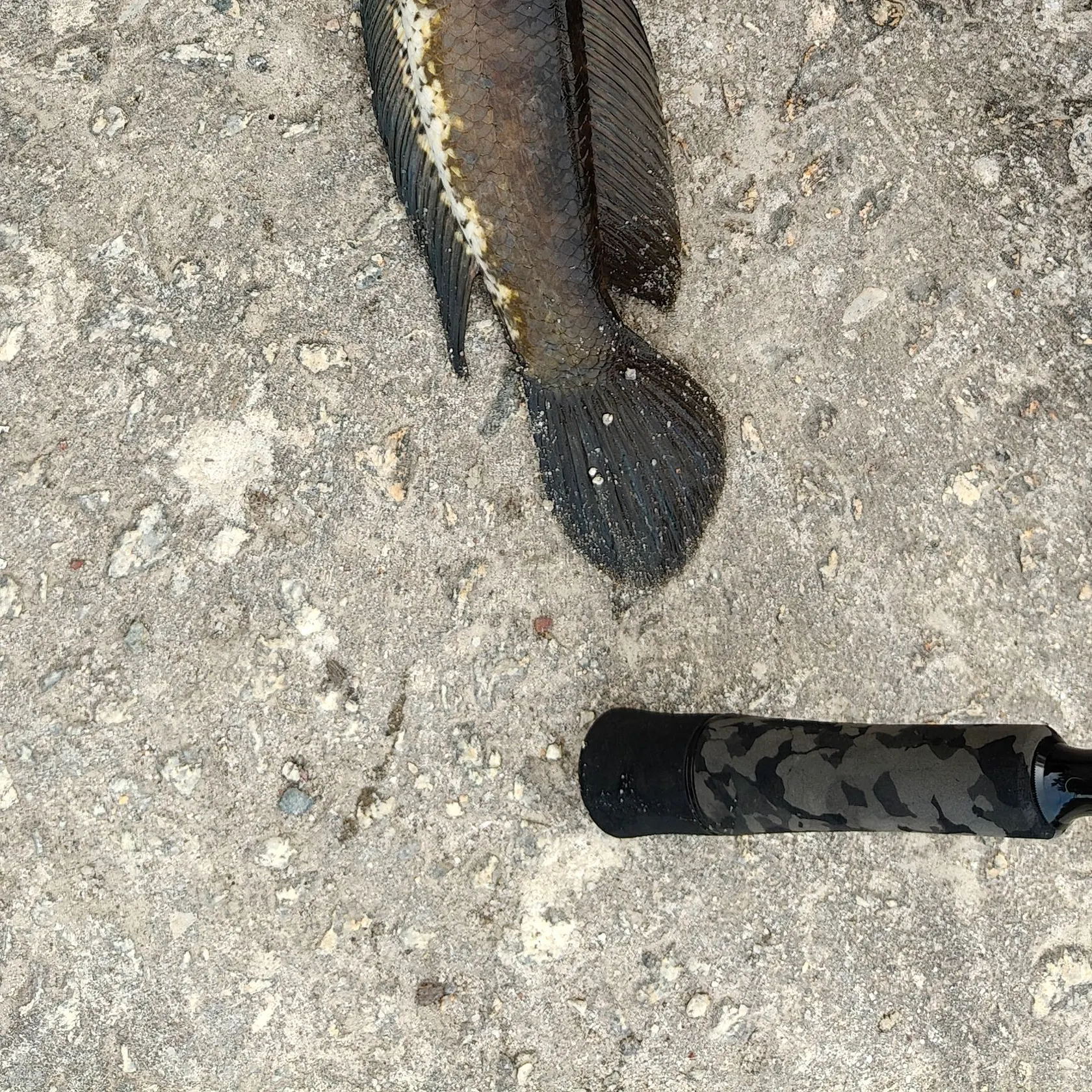 The most recent Small snakehead catches on Fishbrain