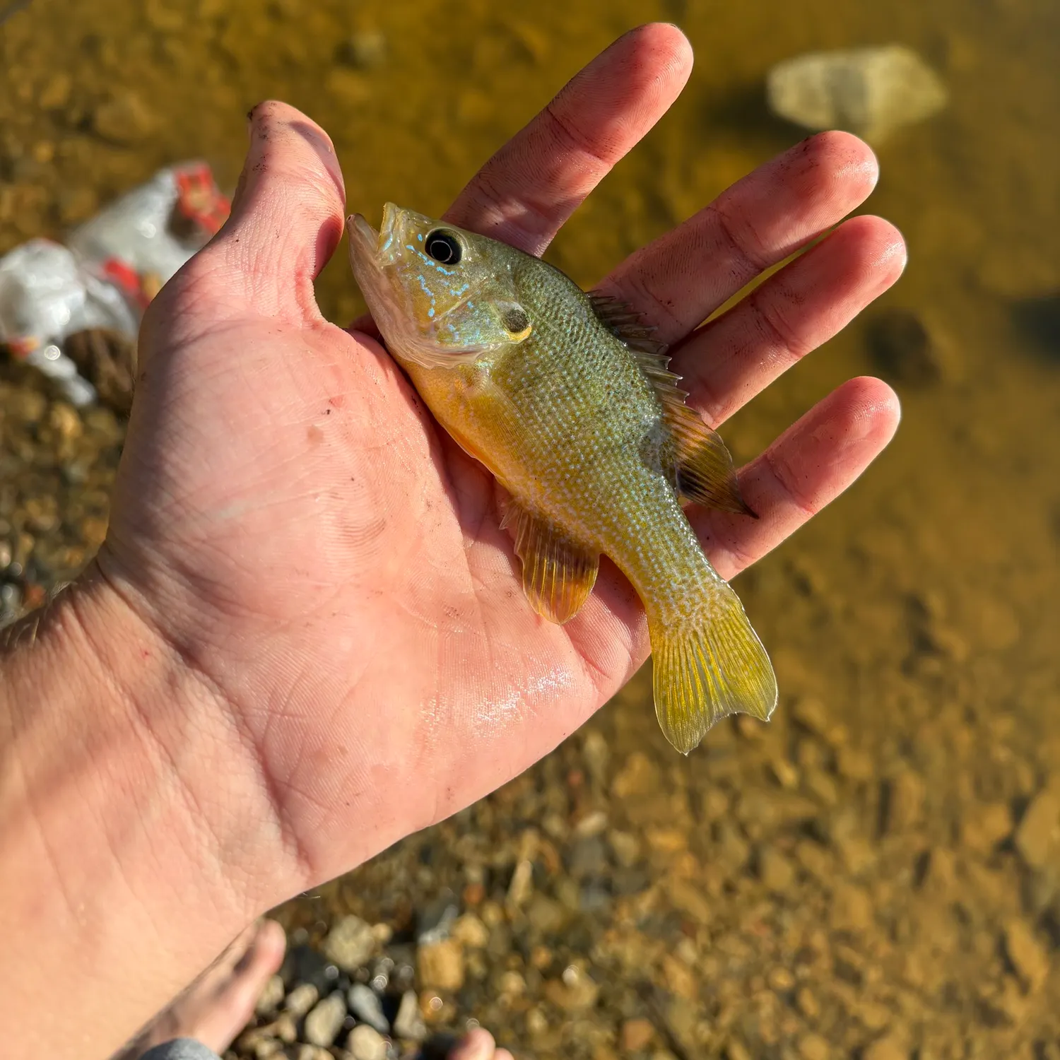 Green sunfish caught on Fishbrain