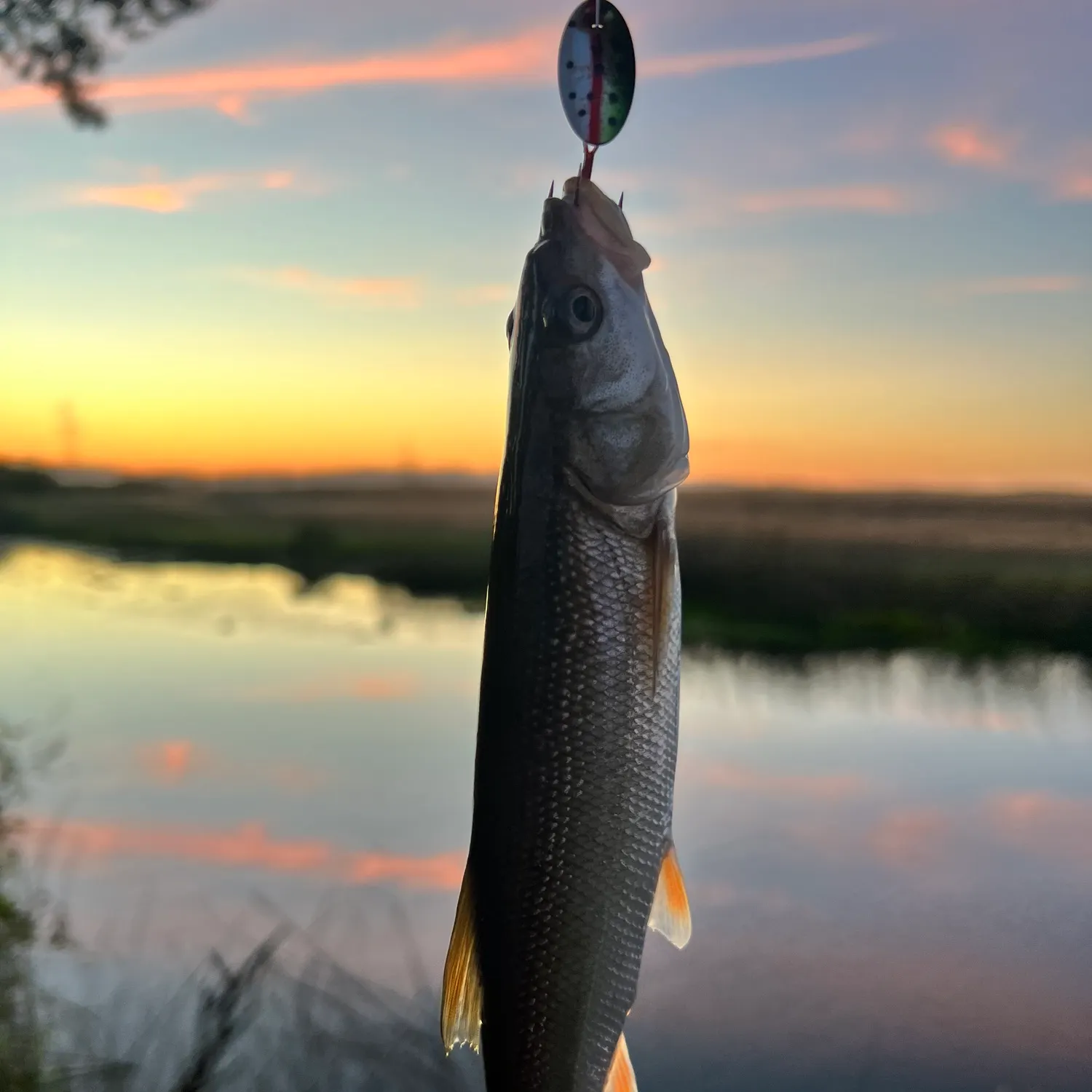 White sucker caught on Fishbrain