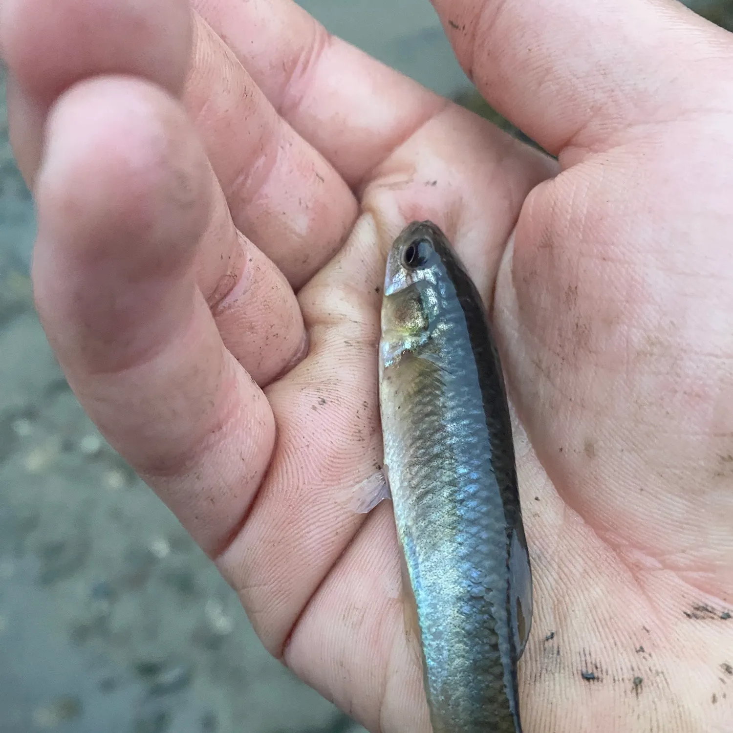 Cunner caught on Fishbrain