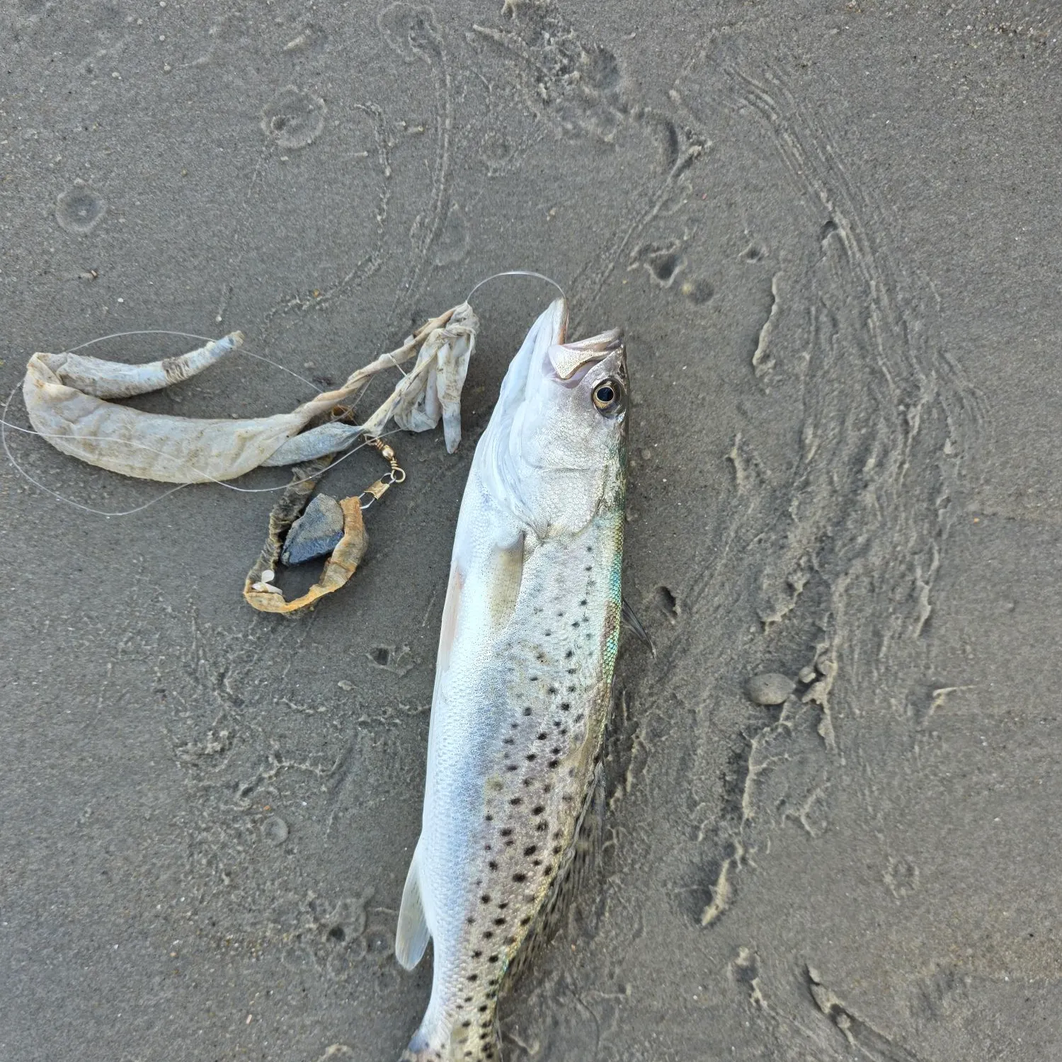 Spotted seatrout caught on Fishbrain