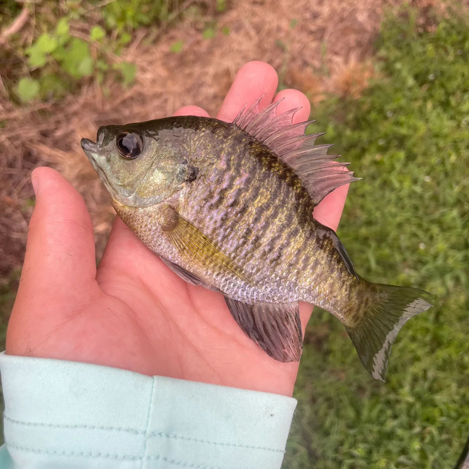 Bluegill caught on Fishbrain