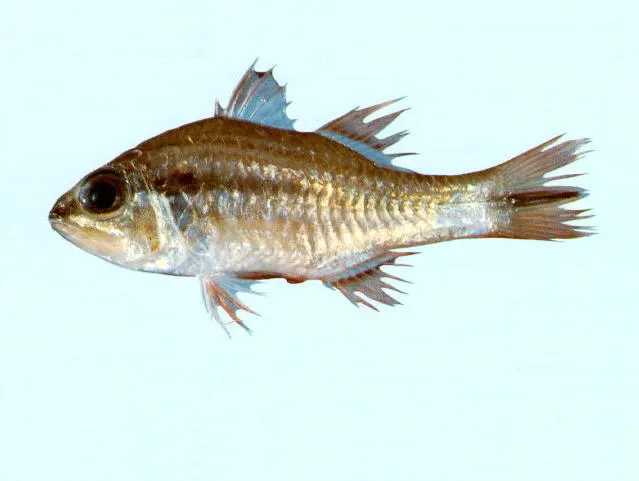 Broadbanded cardinalfish