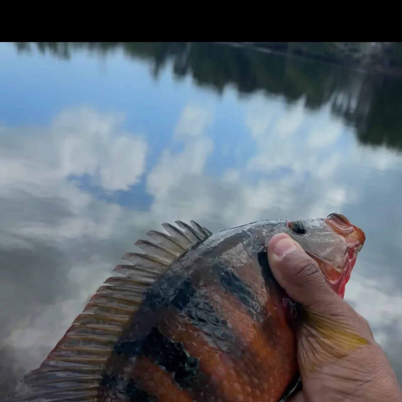 The most recent Mayan cichlid catches on Fishbrain