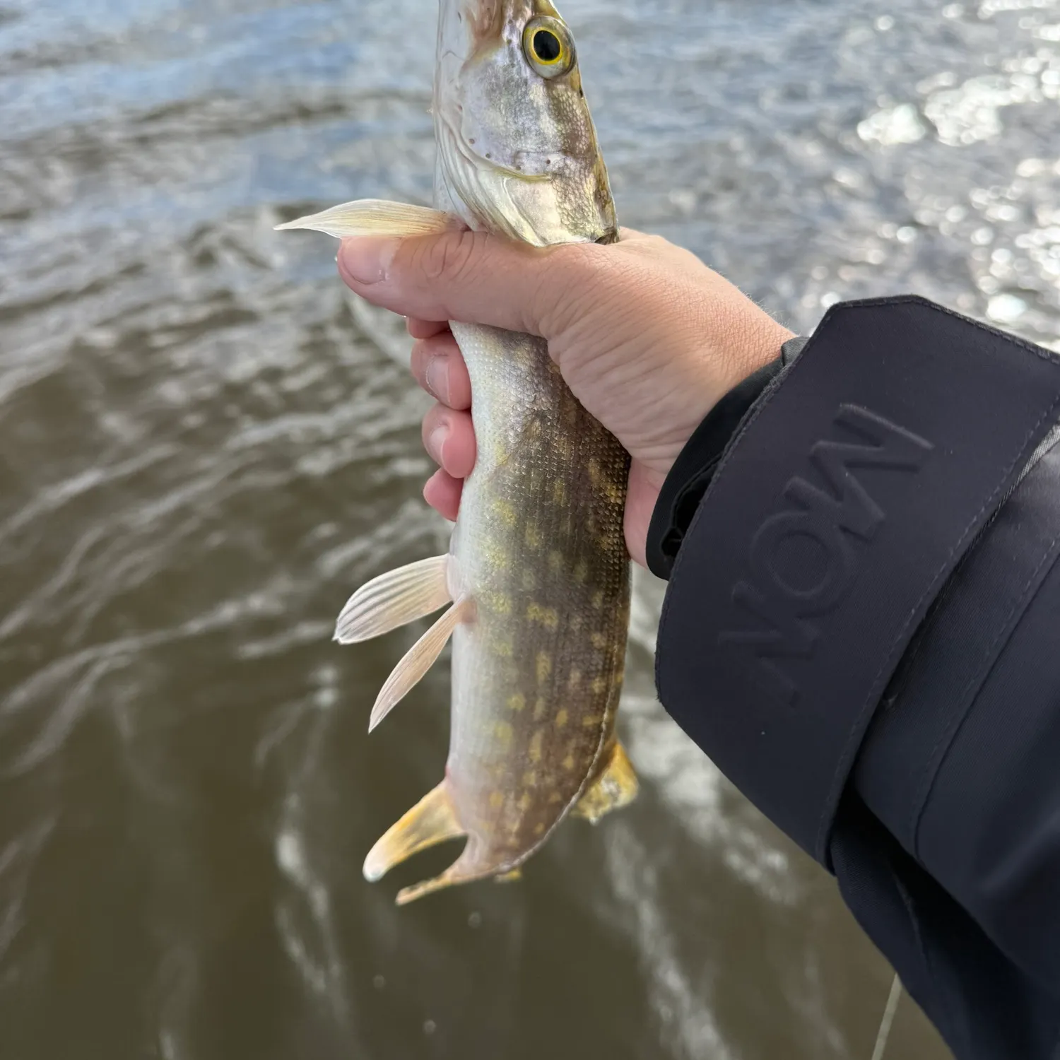Northern pike caught on Fishbrain