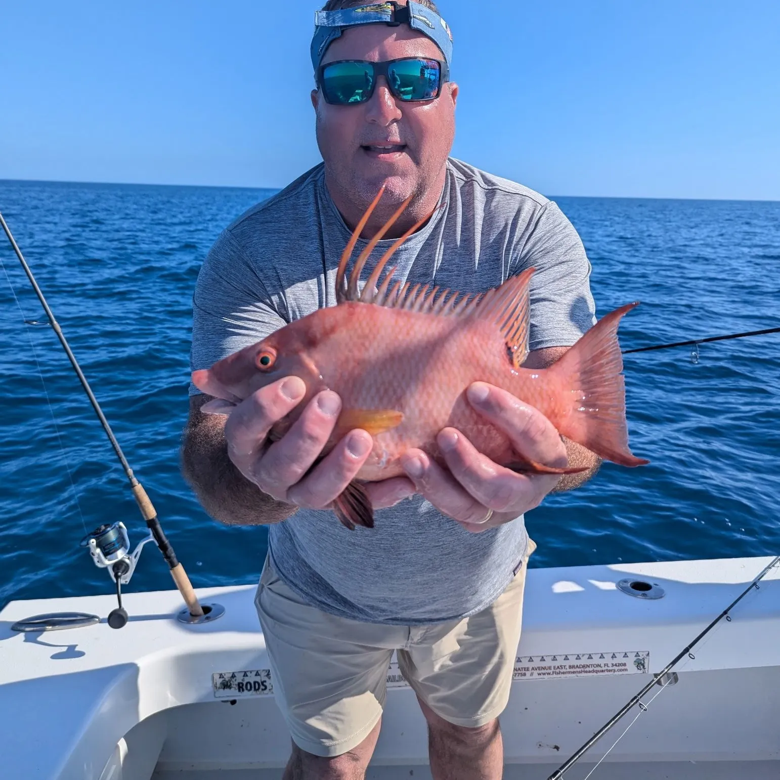 The most recent Hogfish catches on Fishbrain