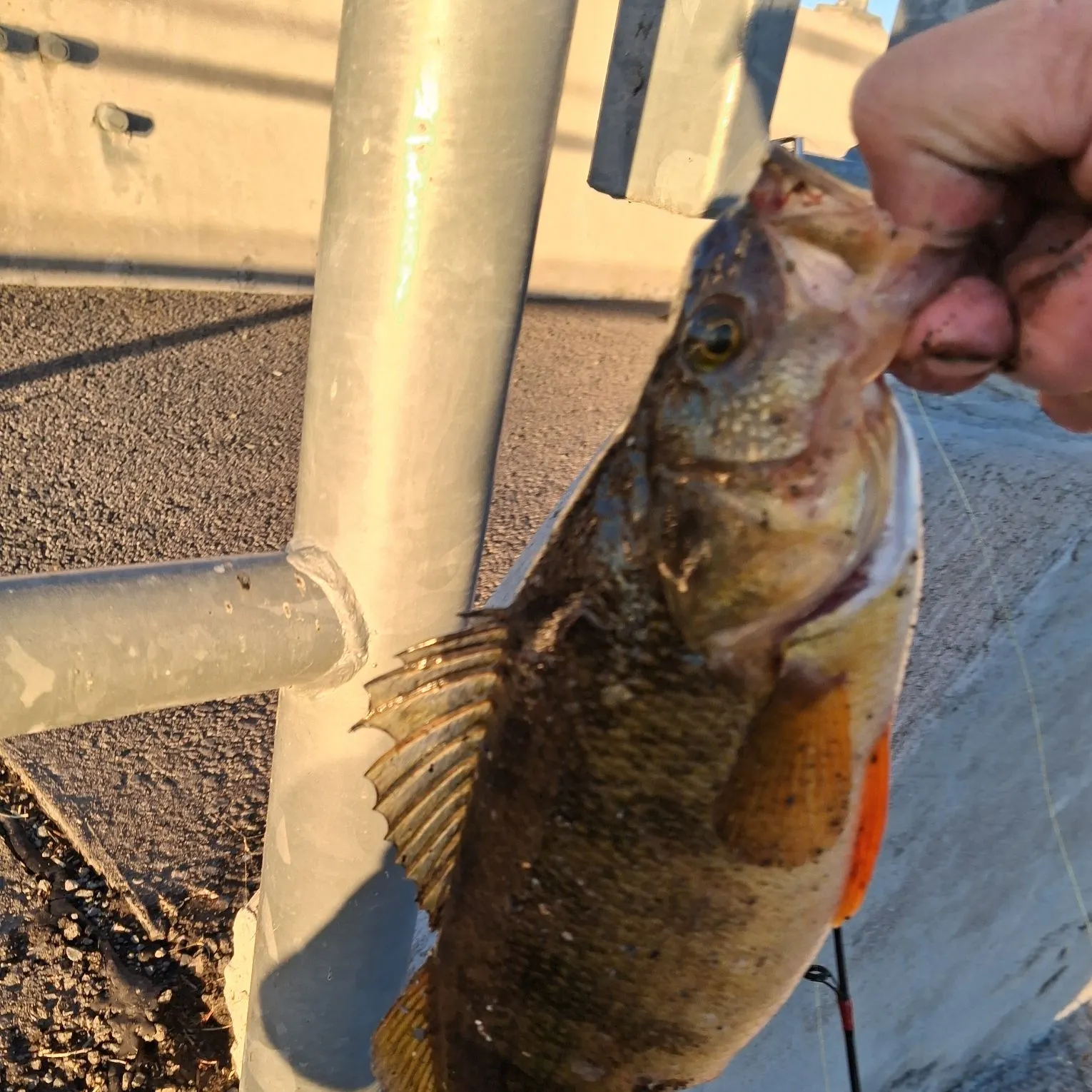 Yellow perch caught on Fishbrain
